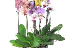 Красивейшая домашняя орхидея фаленопсис