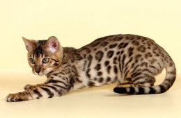 Маленький домашний леопард - бенгальская кошка