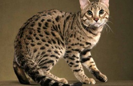 Бенгальская кошка, заведите себе домашнего леопарда