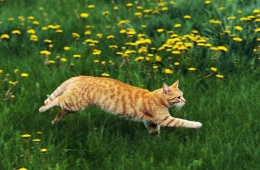 Кошки любят гулять на природе