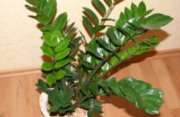 Zamioculcas или долларовое дерево - суккулент с мясистыми стеблями и овальными листьями