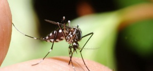 Как лечить укусы комаров