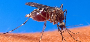 Как комары летают во время дождя