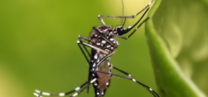 Почему укус комара чешется