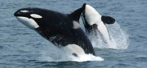 Почему киты молчат