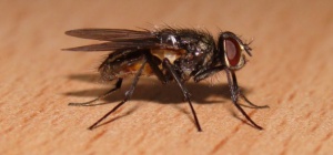 Почему мухи потирают лапкой о лапку