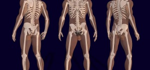 Какие непарные кости есть в человеческом организме