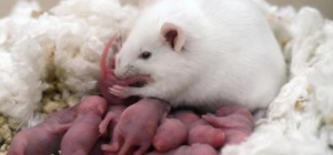 Почему мыши съели детенышей