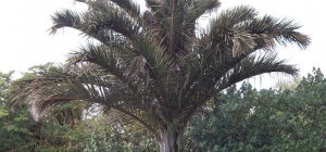 У какой пальмы самые большие листья в мире 