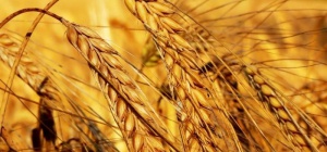 Чем отличаются твердые сорта пшеницы от мягких