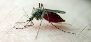 Как уменьшить зуд от комариных укусов