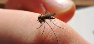 Как унять зуд от укуса комара