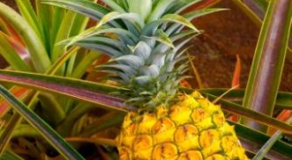 Как вырастить ананас
