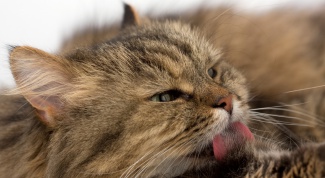 Как избавиться от кошачьего запаха