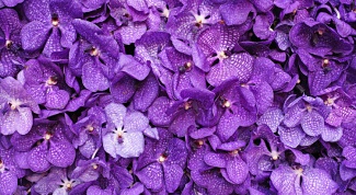 How to care for violets