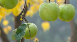 Как посадить яблоню