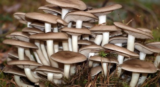Как распознать ядовитый гриб
