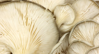 How to cook oyster mushrooms