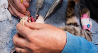 Как почистить кошке зубы