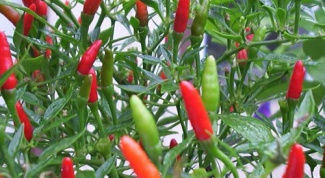 How to grow chili pepper