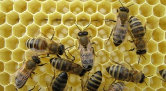 Как приготовить канди для пчел