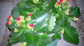 How to pinch back Kalanchoe