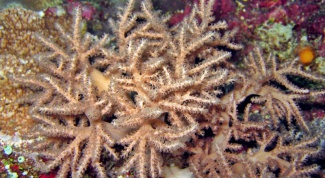 Как вырастить коралл