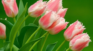 Как сохранить тюльпаны до весны