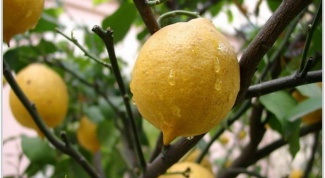 Как вырастить плодоносящий лимон