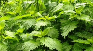 How to get rid of nettles