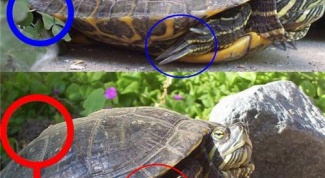 Как различить пол красноухих черепах