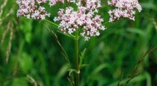 How to take tincture of Valerian