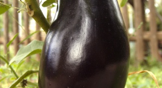 How to water the eggplants