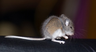 Как прогнать мышей