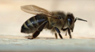 Как кормить пчёл зимой и чем