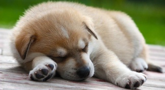 How to teach your puppy to sleep at night