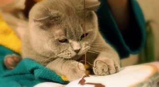 Как надеть шлейку на кота