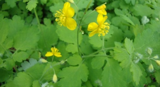 How to take tincture of celandine