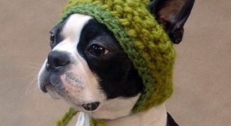 How to sew a hat for a dog