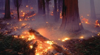 Как нарисовать пожар в лесу