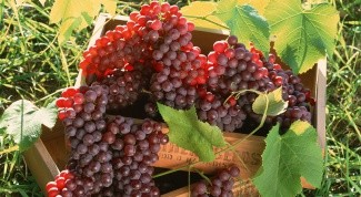 Как высаживать виноград