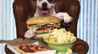 How to improve appetite of the dog