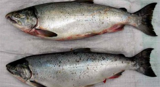 How to distinguish a male pink salmon