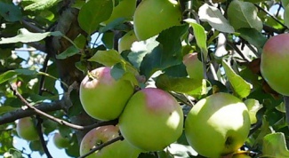Как производить обрезку яблонь
