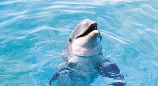 Как назвать дельфина