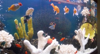 Как заселять аквариум