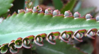 How to dribble Kalanchoe