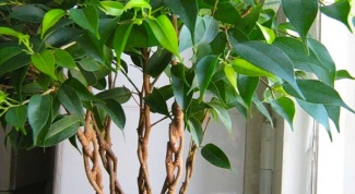 How to twist the ficus