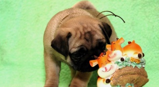 How to feed a pug puppy