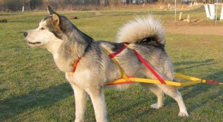 How to put a harness on a dog